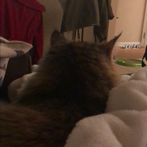 boobookitty2112